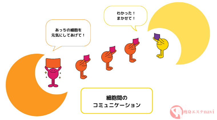 エクソソームの仕組み