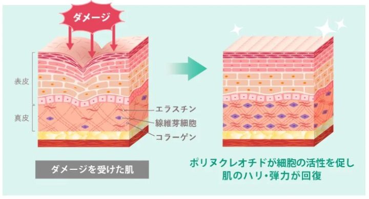 TCB東京中央美容外科　リジュラン　成分
